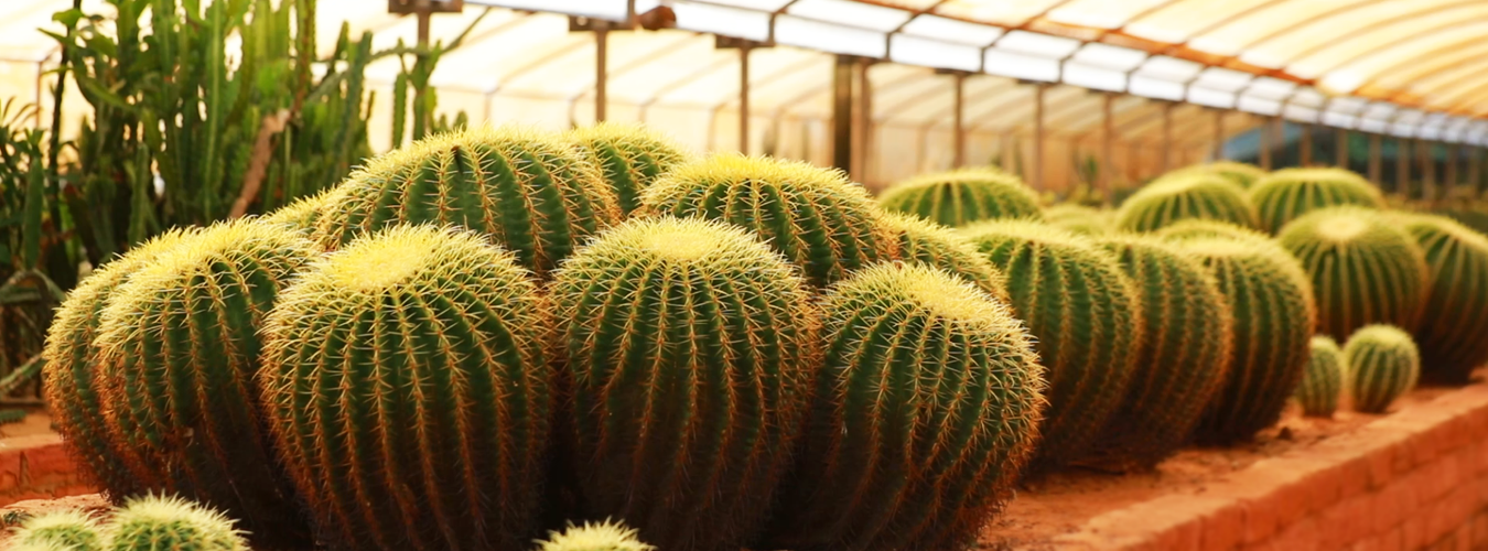 Regional Plant Resource Centre